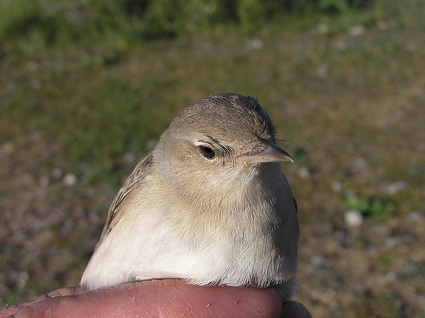 Garden Warbler, Sundre 20070608